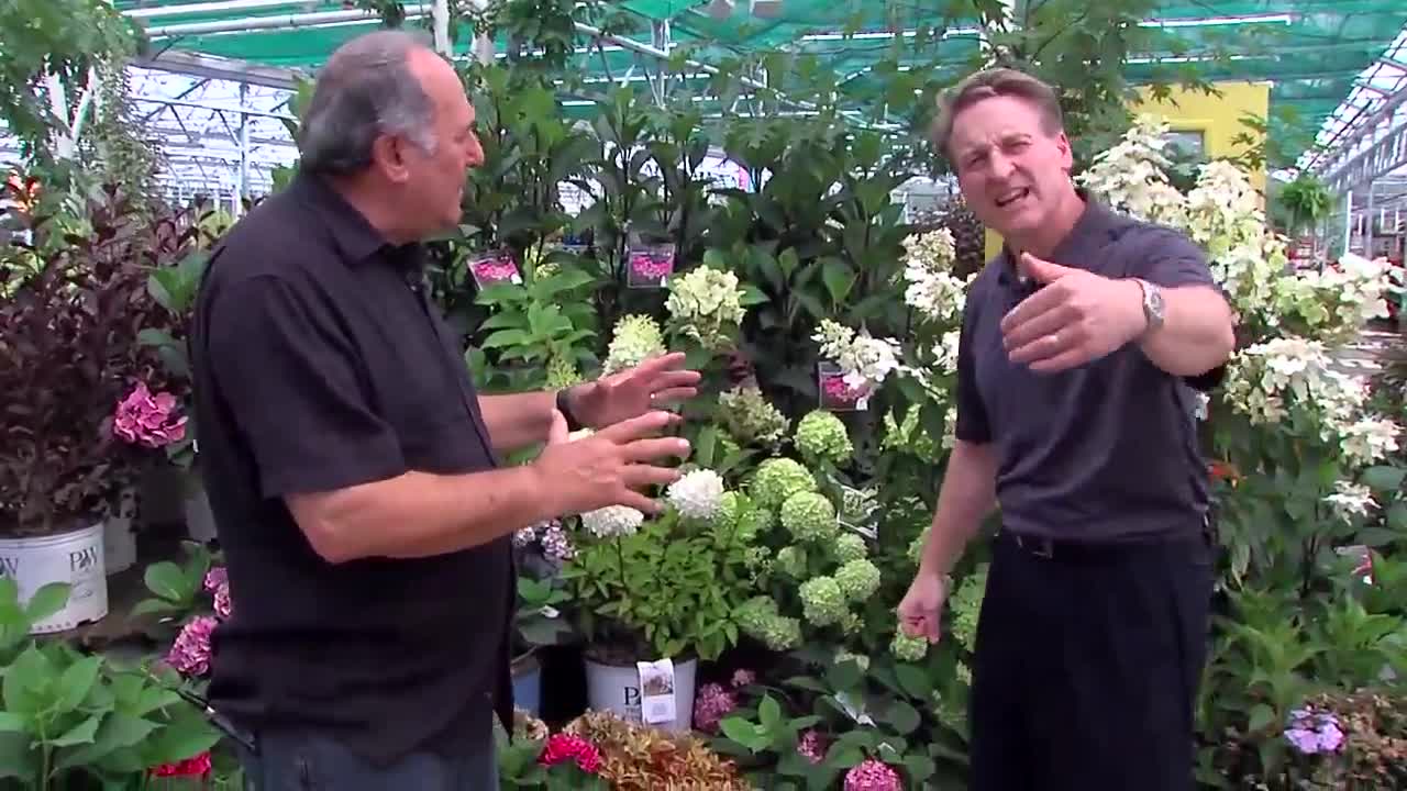 Hydrangeas - Various Varieties