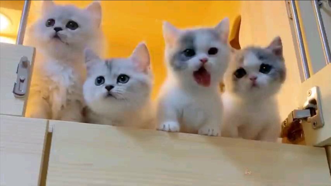 Baby cate [so cute Animal]#animal#baby cate#rumble