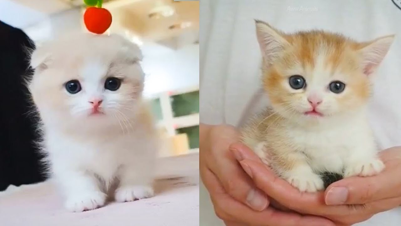 Cats and Kittens Meowing Compilation