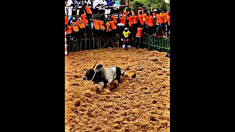 நேயர்கள் அனைவருக்கும் பொங்கல் நல் வாழ்த்துக்கள் #jallikattu #madurairecipes #pongal #towertree