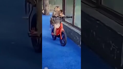 monkey prank #shorts #shortsvideo #viral