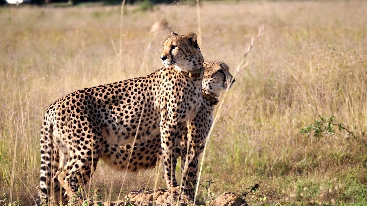 Royalty free Africa (Wild Animals) HD Video and Royalty Free Music