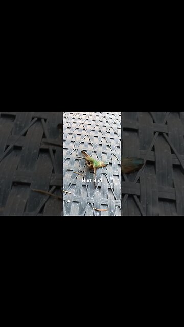 Humming bird hit the window. #helpanimals #shorts