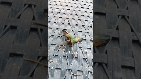 Humming bird hit the window. #helpanimals #shorts