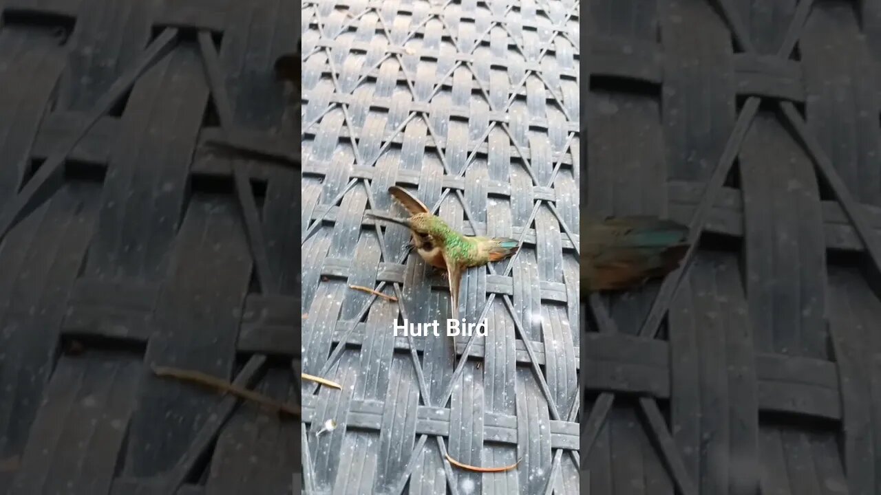 Humming bird hit the window. #helpanimals #shorts