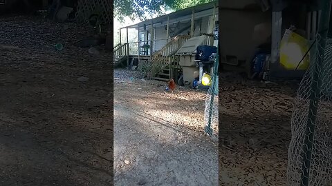 Trans-chickens,... They identify as cats...