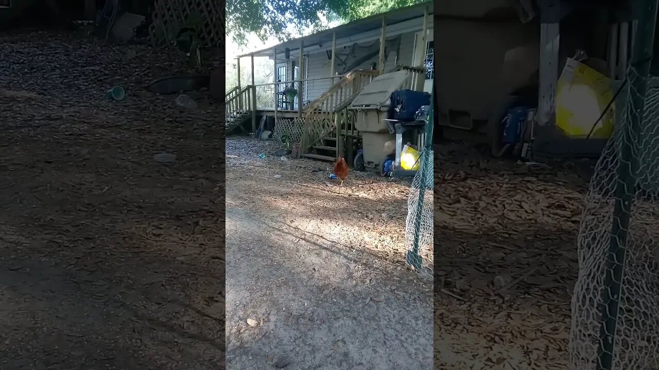 Trans-chickens,... They identify as cats...