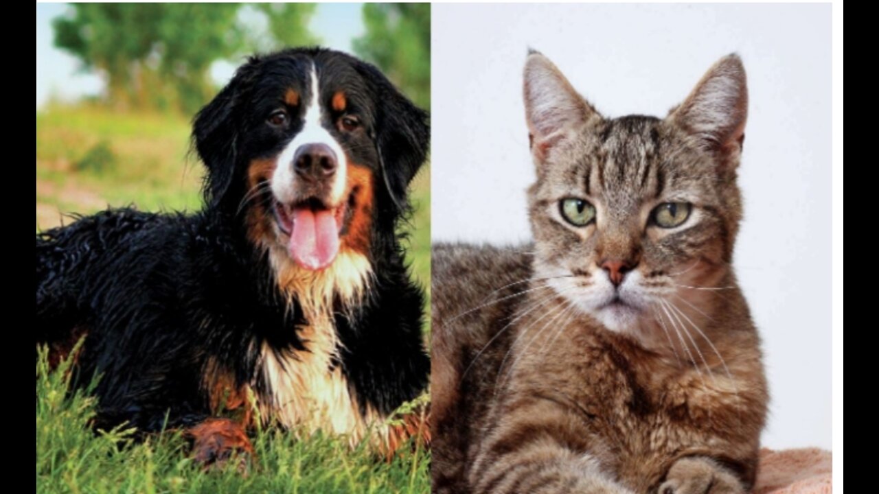 Funny Cat and dog funny videos