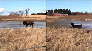 Holiday on Ice: édition spéciale bison