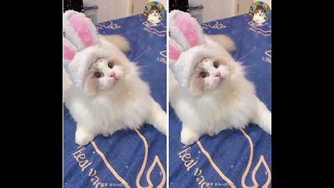 Aww Cute Cats Videos catmeow Funny Animals Compilation