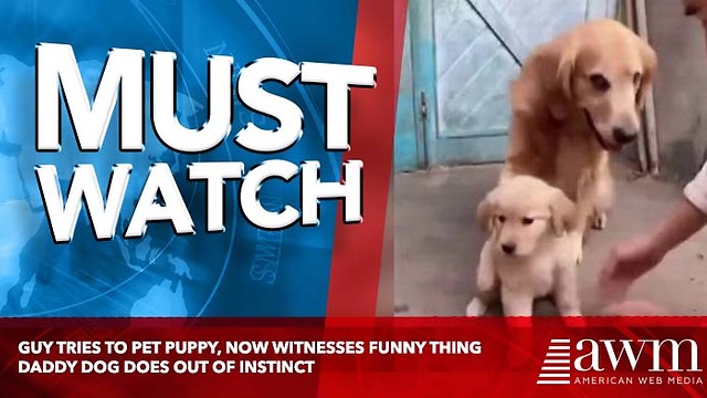 Guy Tries To Pet Puppy, Now Witnesses Funny Thing Daddy Dog Does Out Of Instinct