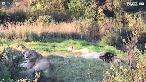 Les lions peuvent parfois être friendly!