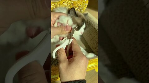 405 Cute compilation of funny cat and kitten meows! #sorts #cat #petandanimals #lovelypets #meowing
