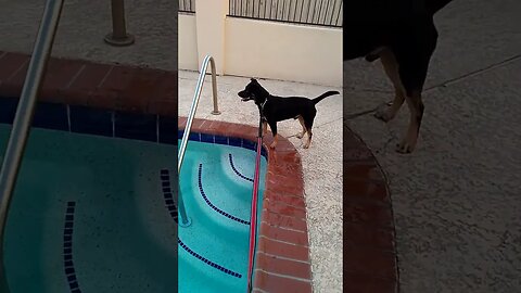 Max's first time seeing a pool