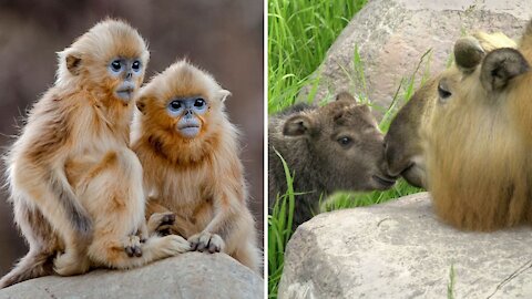 fun facts about animals