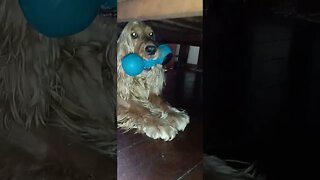golden dog