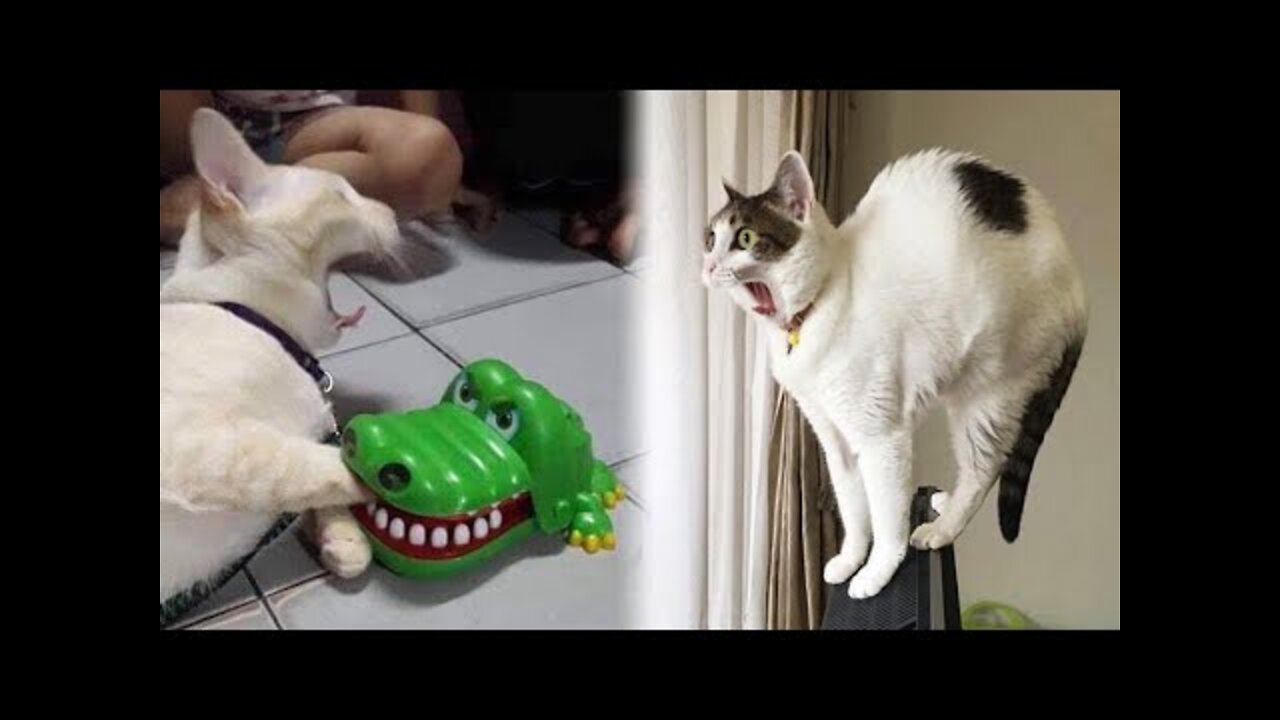 Cute Cats and Dogs Funniest Animals