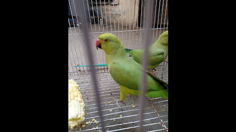 Parrot in romantic mud
