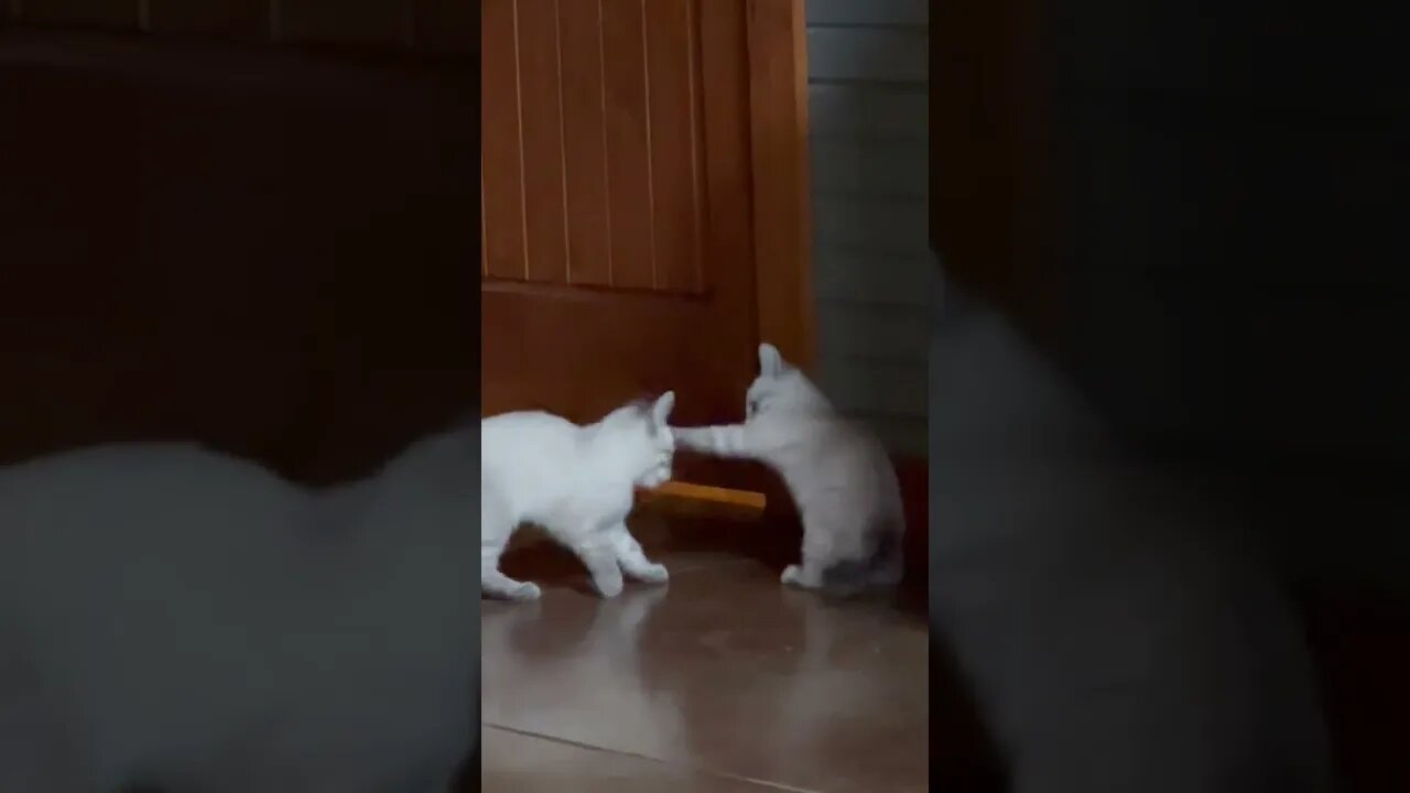 11 Week Old Baby Kittens Dwight & Oliver, Always Playing #shorts #kitten #cutecats #cuteanimals