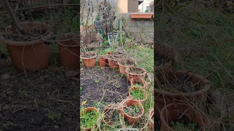 My (terrible looking) garden on 3 January #shorts