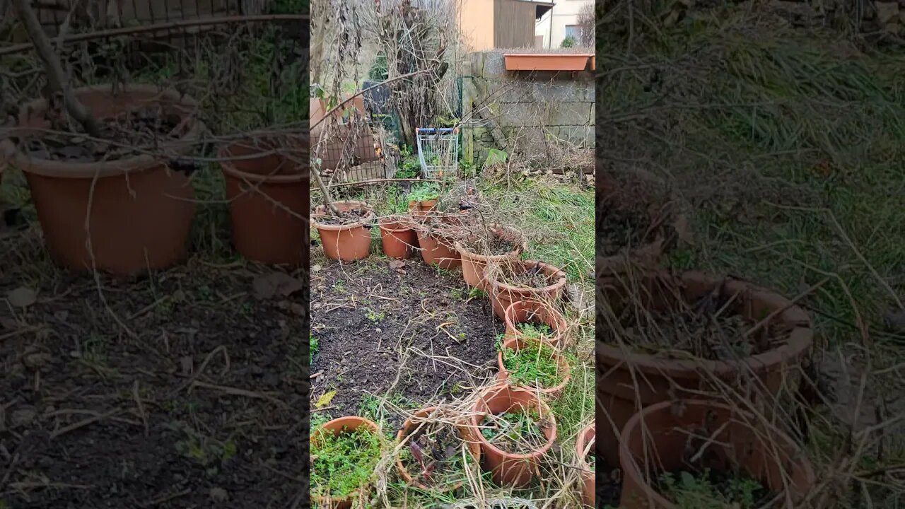 My (terrible looking) garden on 3 January #shorts