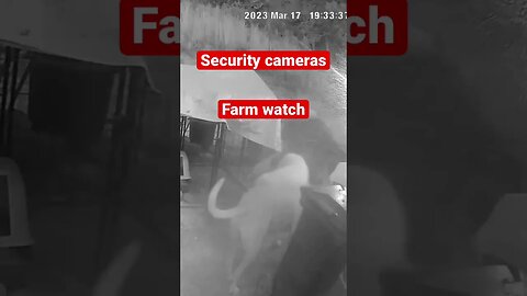 Farm cam: monitoring animals