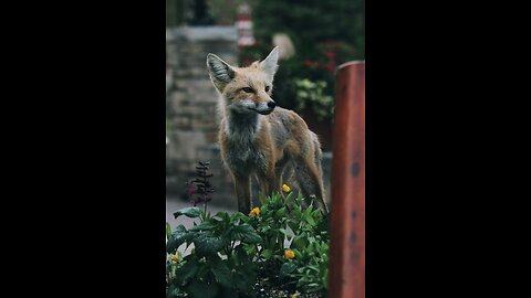Foxes. Awesome members of the canine family