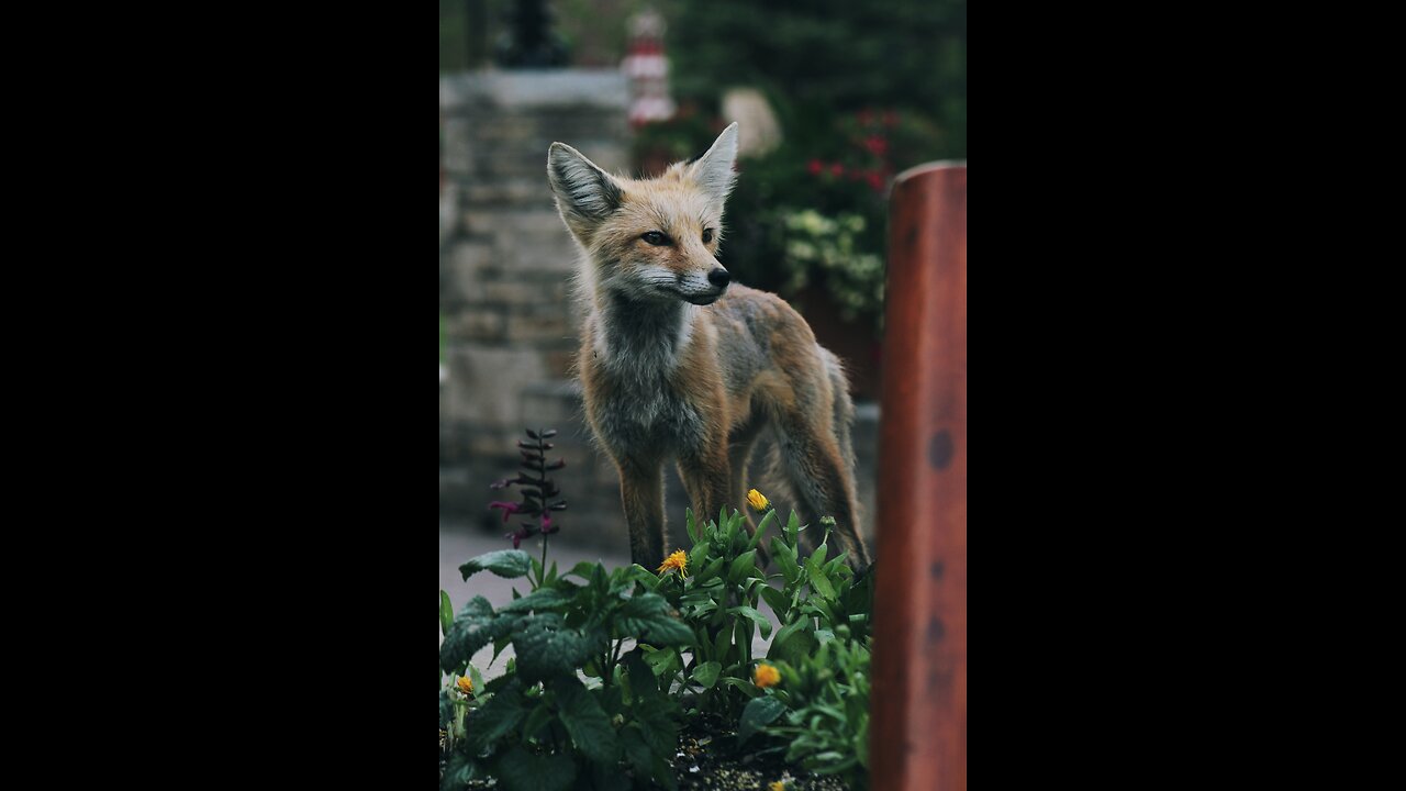 Foxes. Awesome members of the canine family