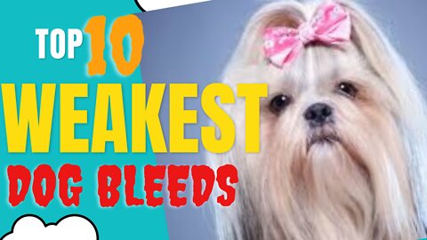 Top 10 weakest dog bleeds