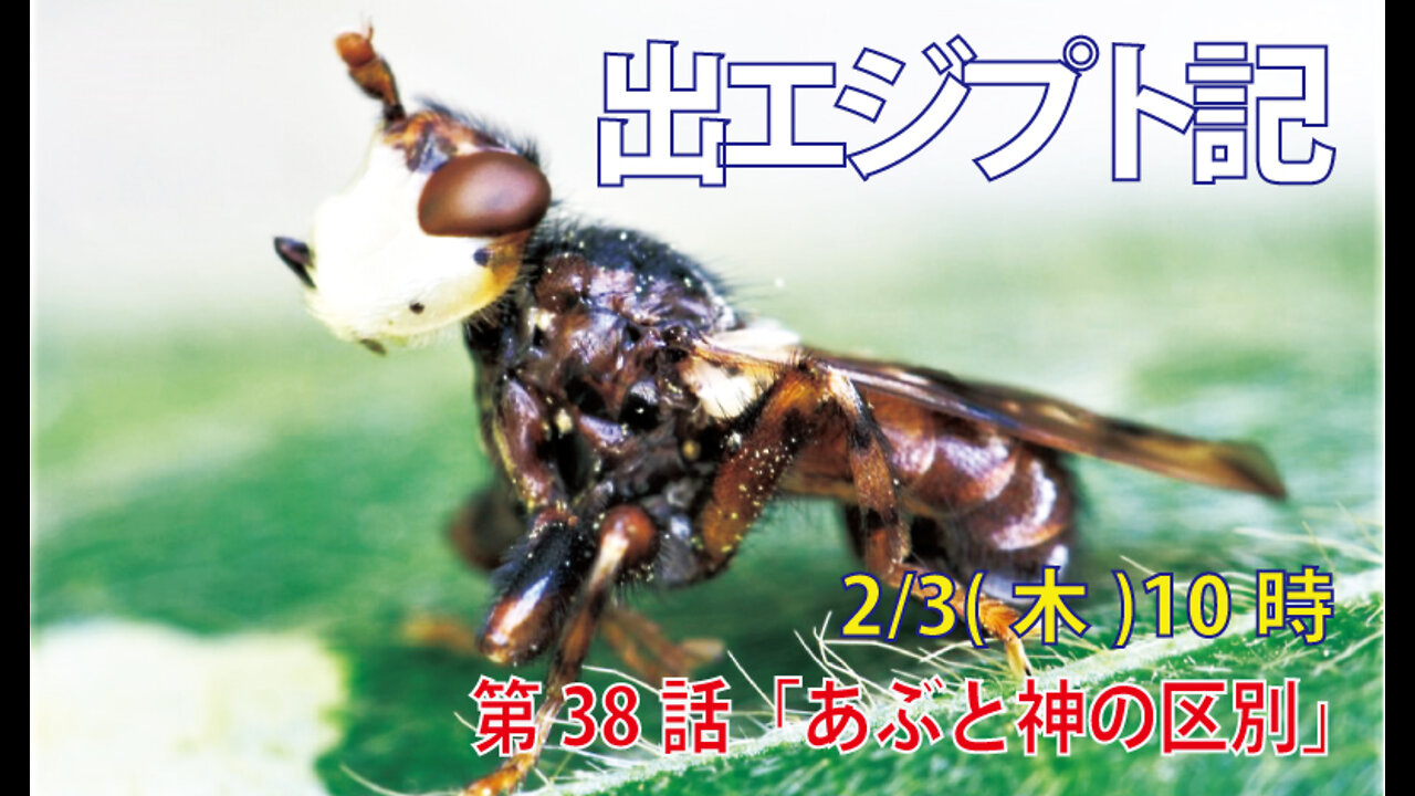 ｢あぶと神の区別｣(出8.20-24)みことば福音教会2022.2.3(木)