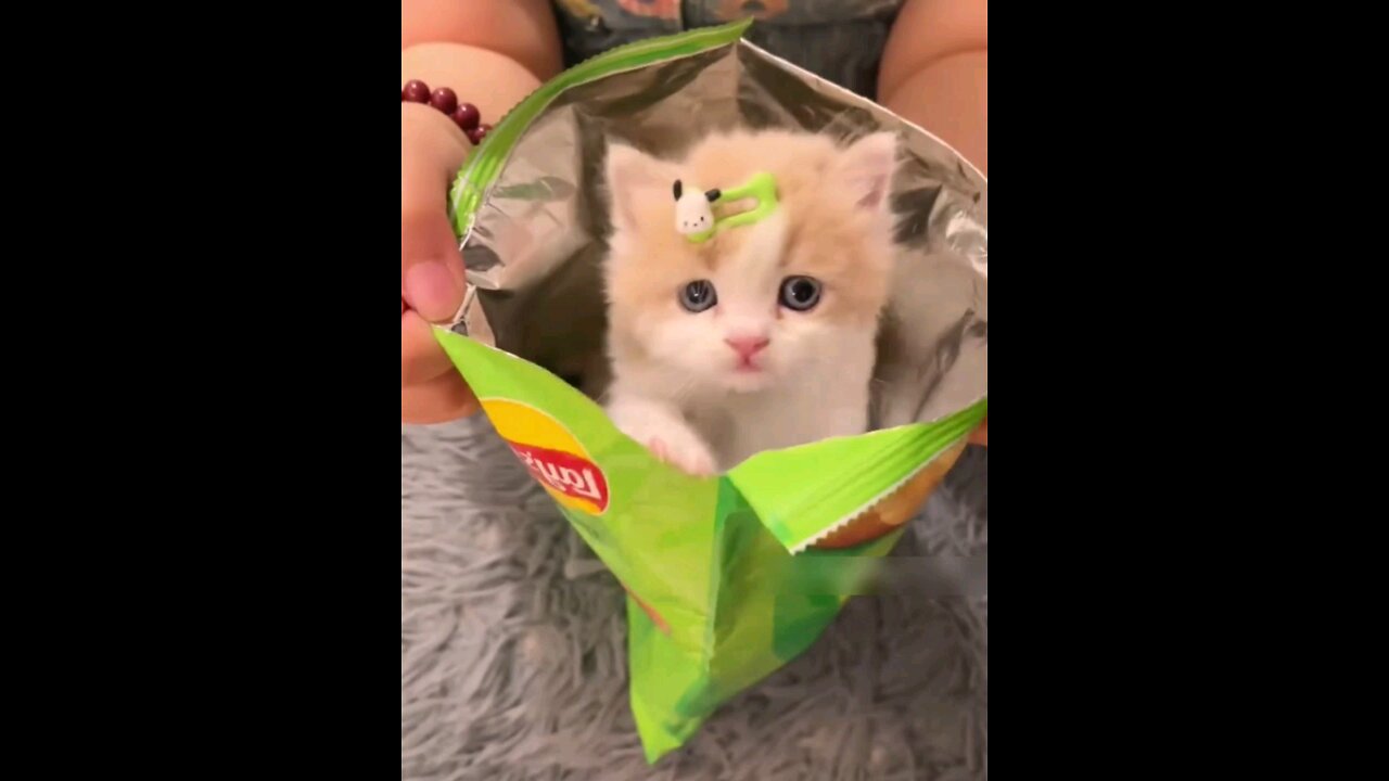 funniest_so_cute_kitten_fun_Amazing short_🙈🤣🤣