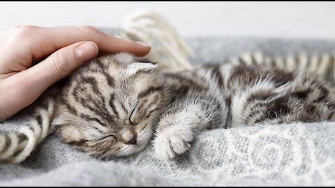 MAKE YOUR CATS LOVE YOU | Tips to Training Cats