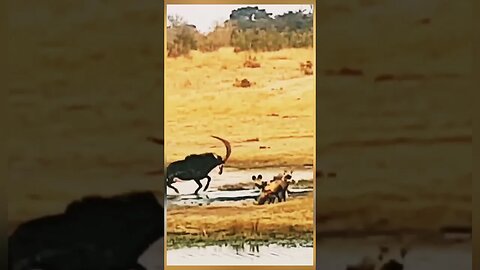 Sable antelope fight against wilddogs left from mother sable