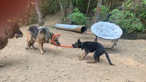Diesel vs Cedar
