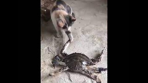 cat playing with crab