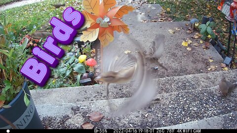 These Birds Are Slow! 🌺