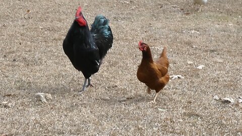THE UNRULY ROOSTER