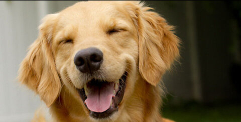 VIDEOS WITH DOGS looovvvveeeeeeee