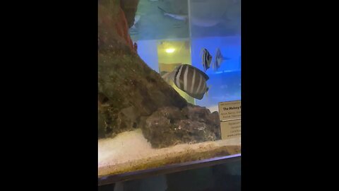 Aquarium 2023 06 22 11 14 09
