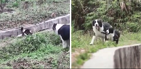 Caring Mother Dog Rescue Her Baby Son In A Very Humanly Intelligent Way