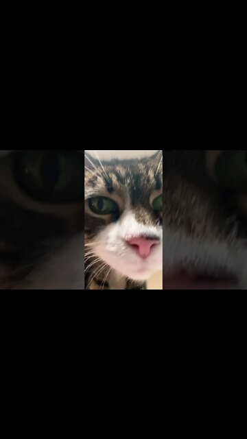 Kitty Paws are the cutest things