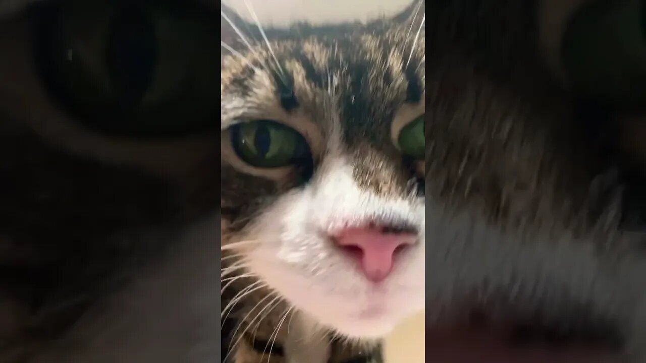 Kitty Paws are the cutest things