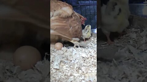 The secret lives of baby chicks