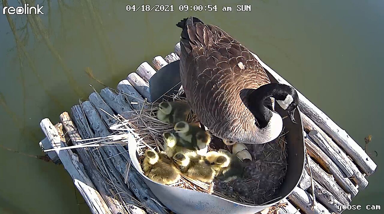 Wild Goose eggs hatching nest camera PART 1 of 2