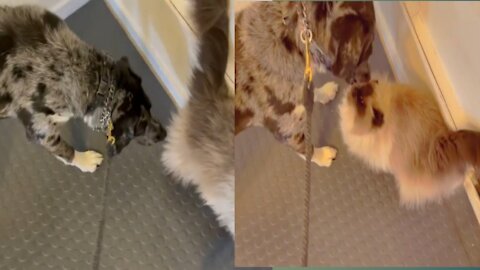 Don’t-kill-the-cat training.
