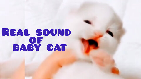 Real sound of baby cat
