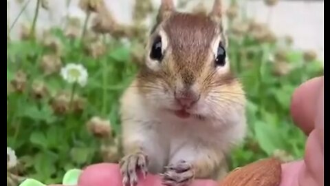 Squirrel eating almonds on command 😊😊😊😊