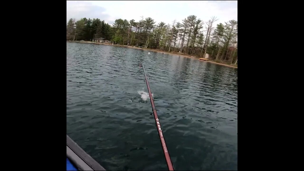 Trout catch in the canoe