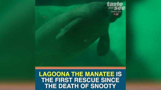 South Florida Museum gets first rescue manatee since Snooty's death | Taste and See Tampa Bay