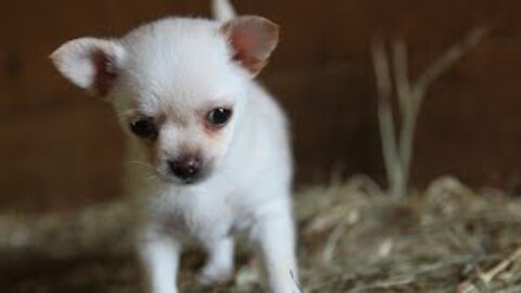 Lola the chihuahua & the Goat kids Daily Playtime